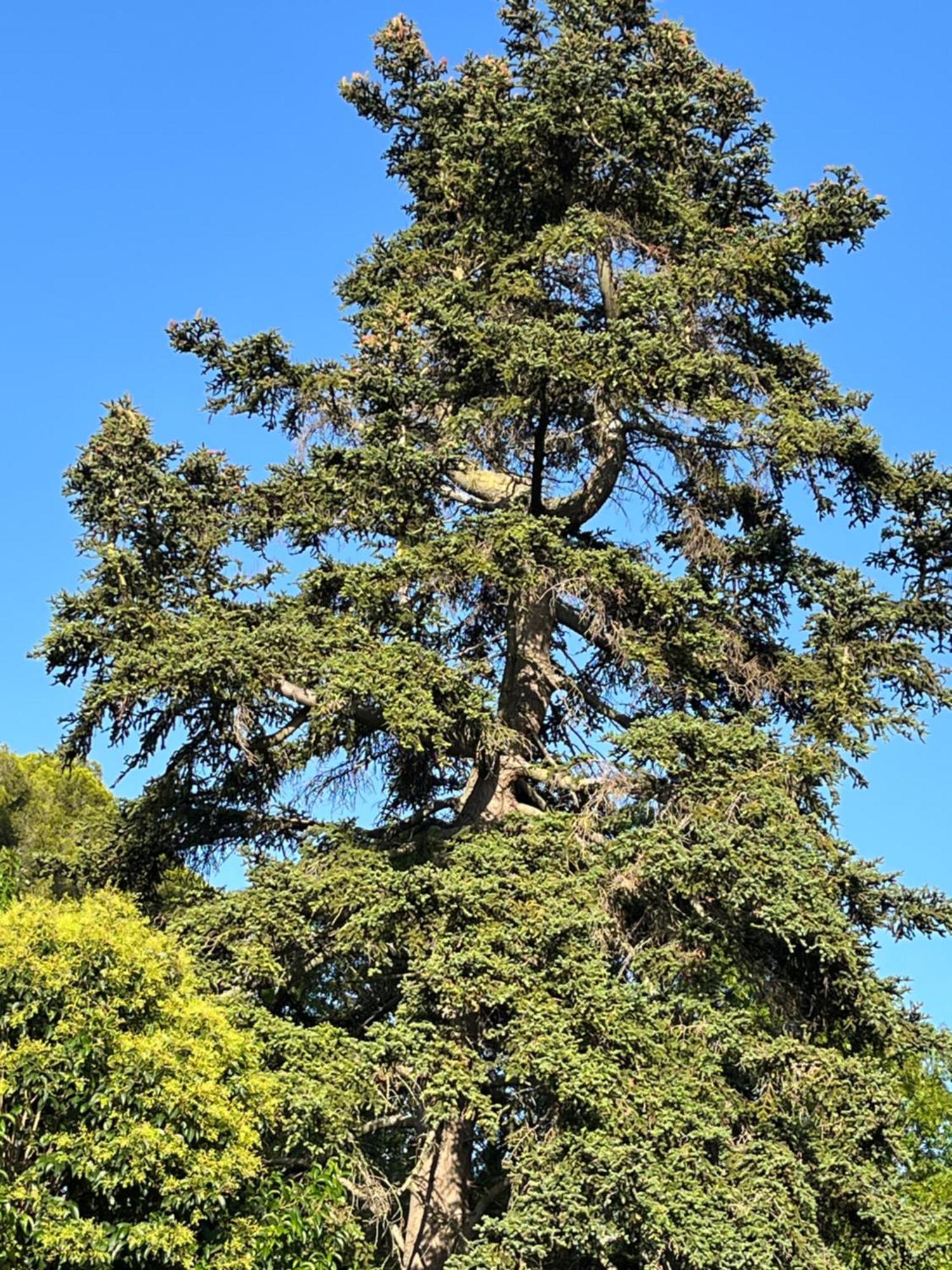 L'Oree De La Cite قرقشونه المظهر الخارجي الصورة